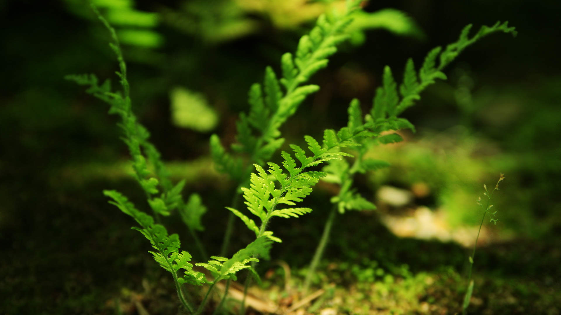 绿色植物图片
