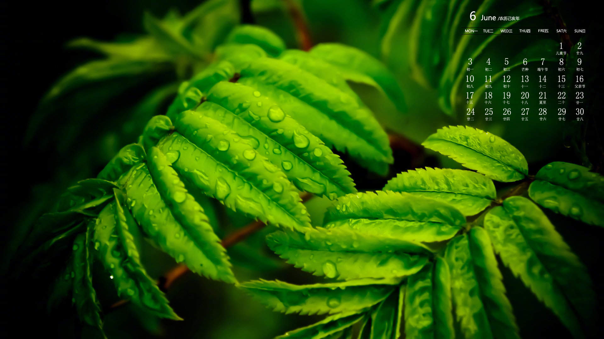 绿色植物图片