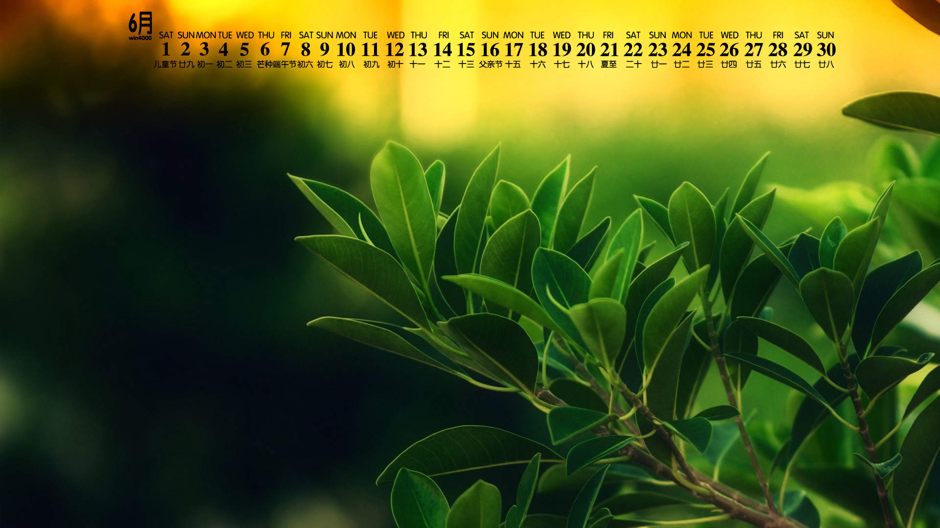 绿色植物图片