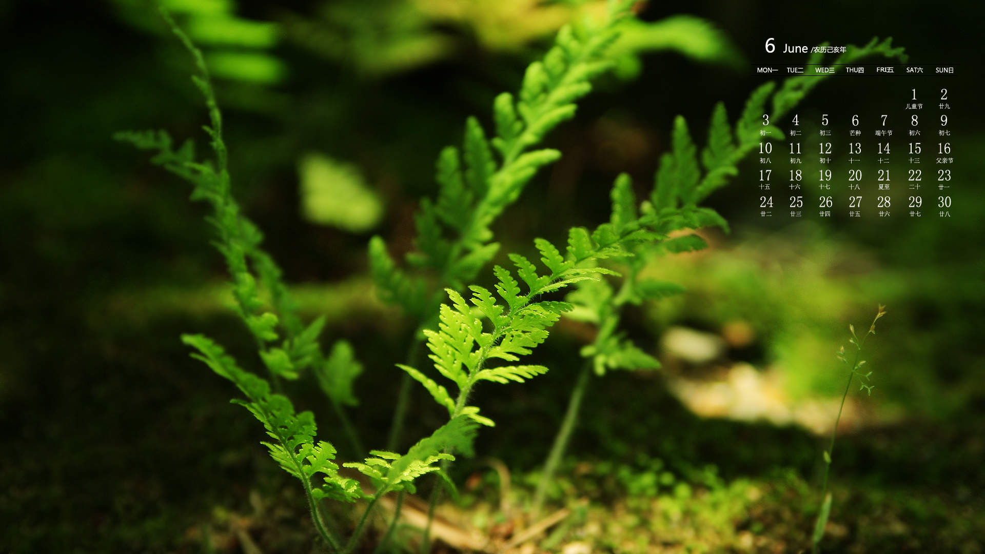 绿色植物图片