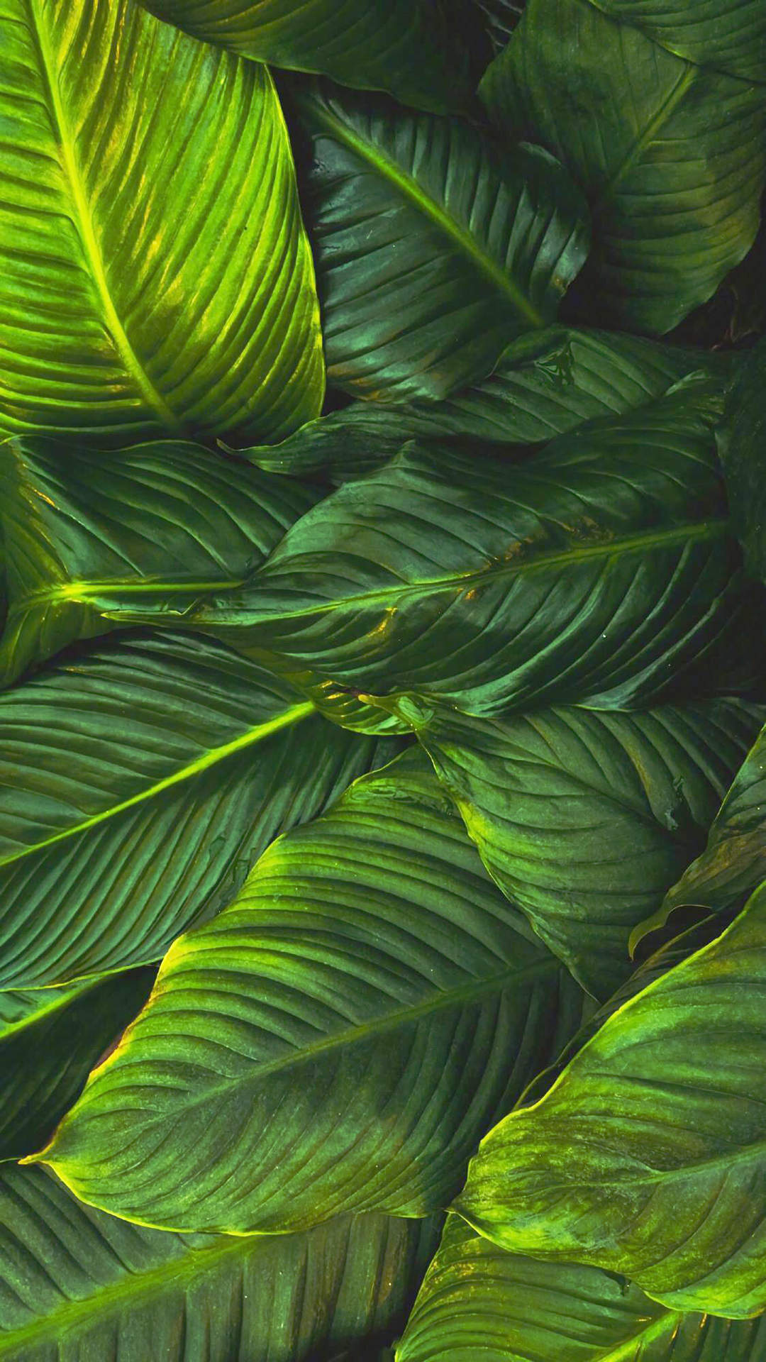 绿色植物图片