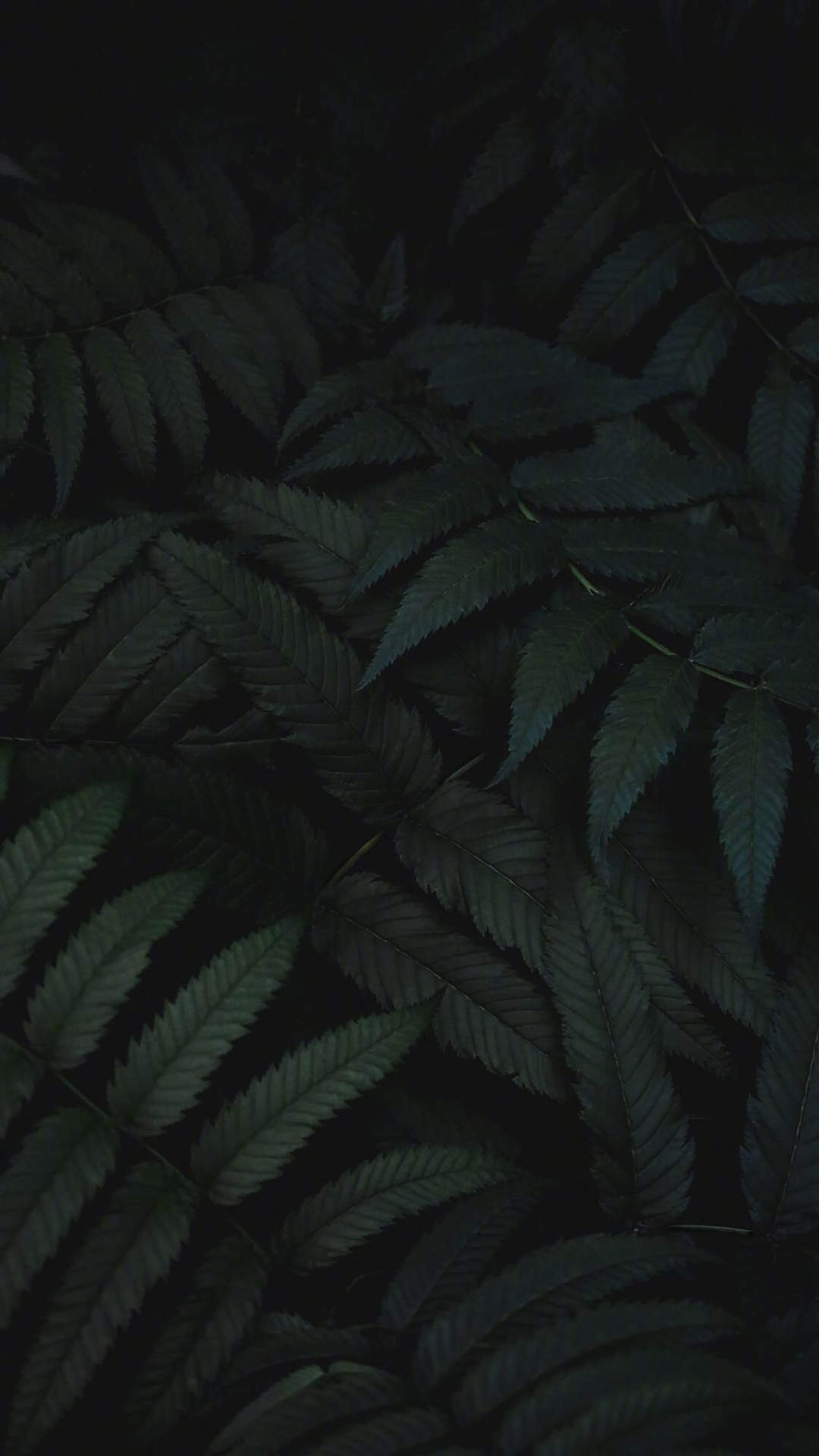 爱情浪漫鲜艳玫瑰花图片wp手机桌面主题壁纸图片