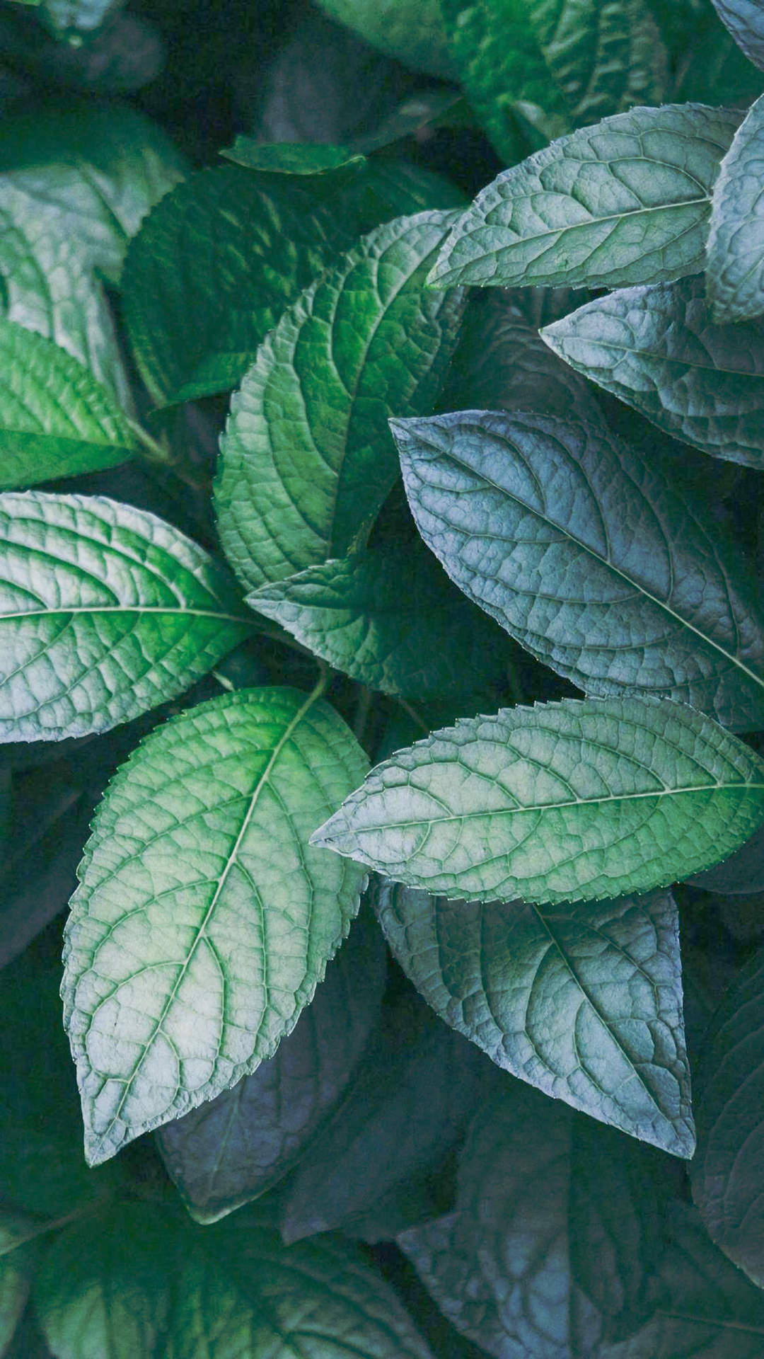 清新护眼绿色植物图片手机壁纸图片