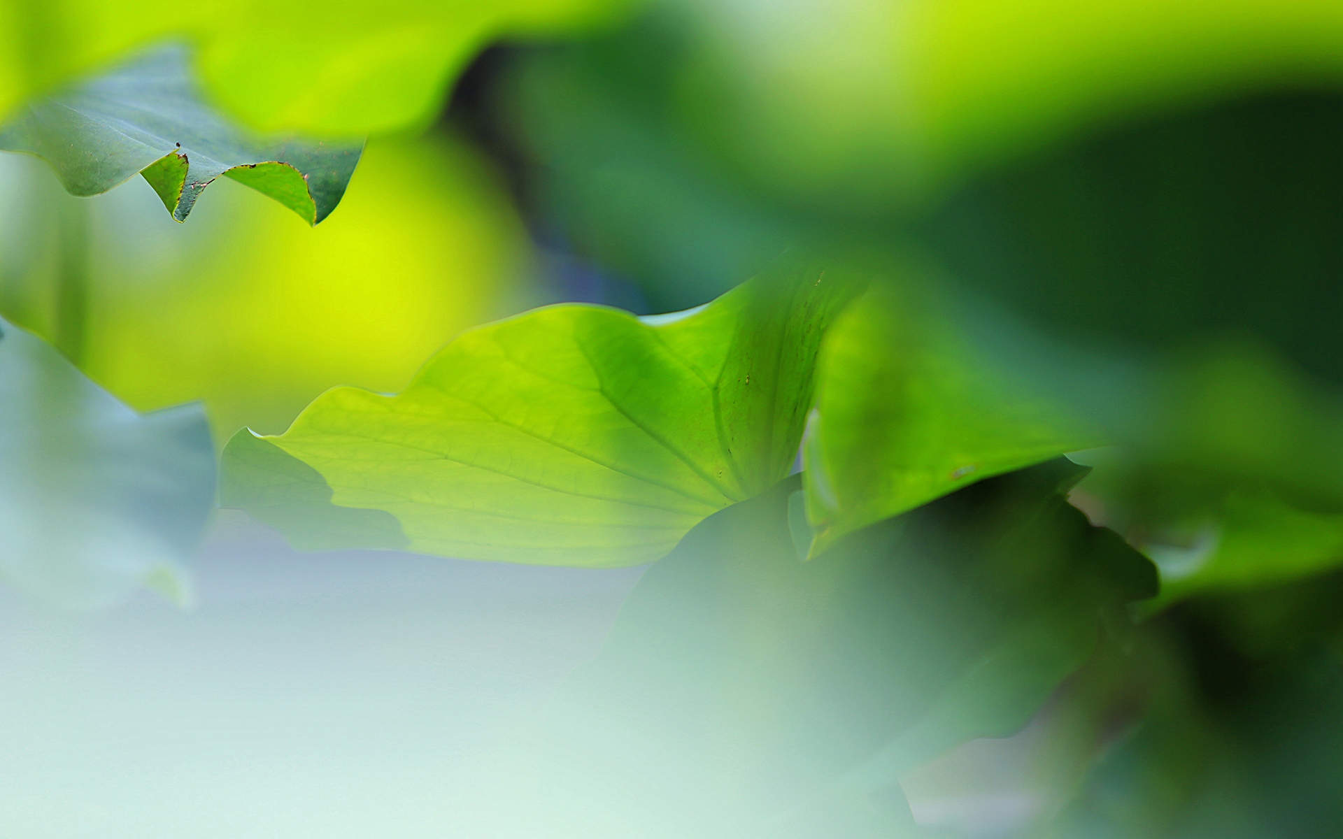 清新夏日荷花高清桌面壁纸图片