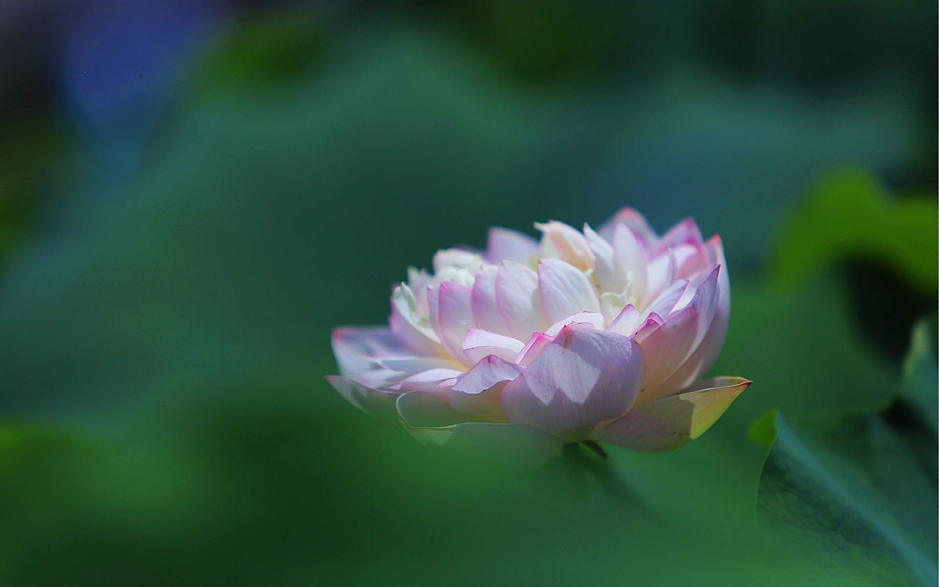 荷花图片图片