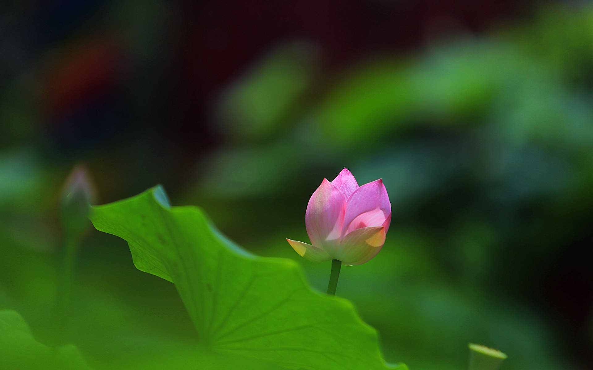 清新夏日荷花高清桌面壁纸图片