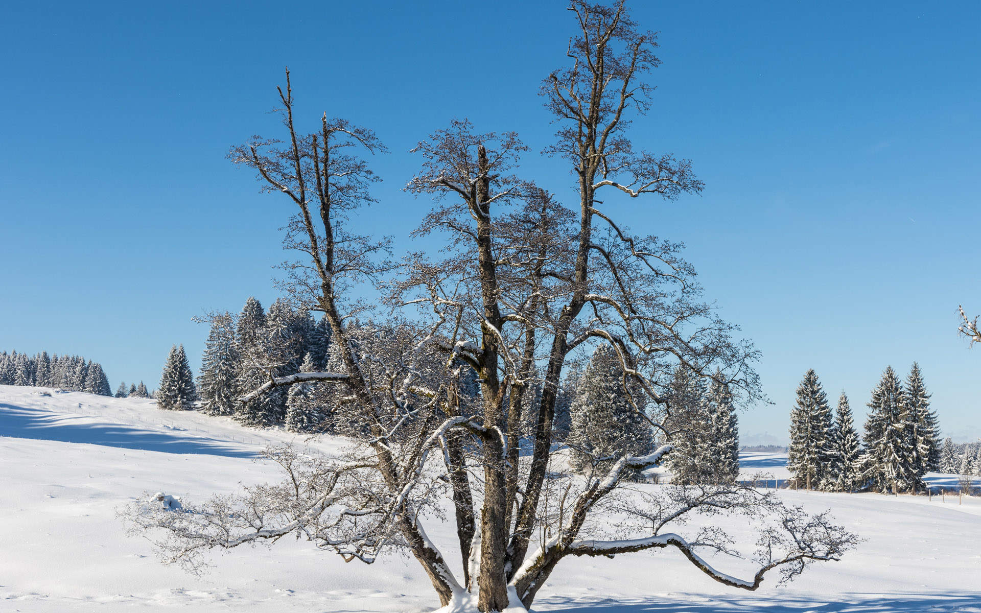 郑秀妍日本函馆冬日雪景唯美写真图片图片