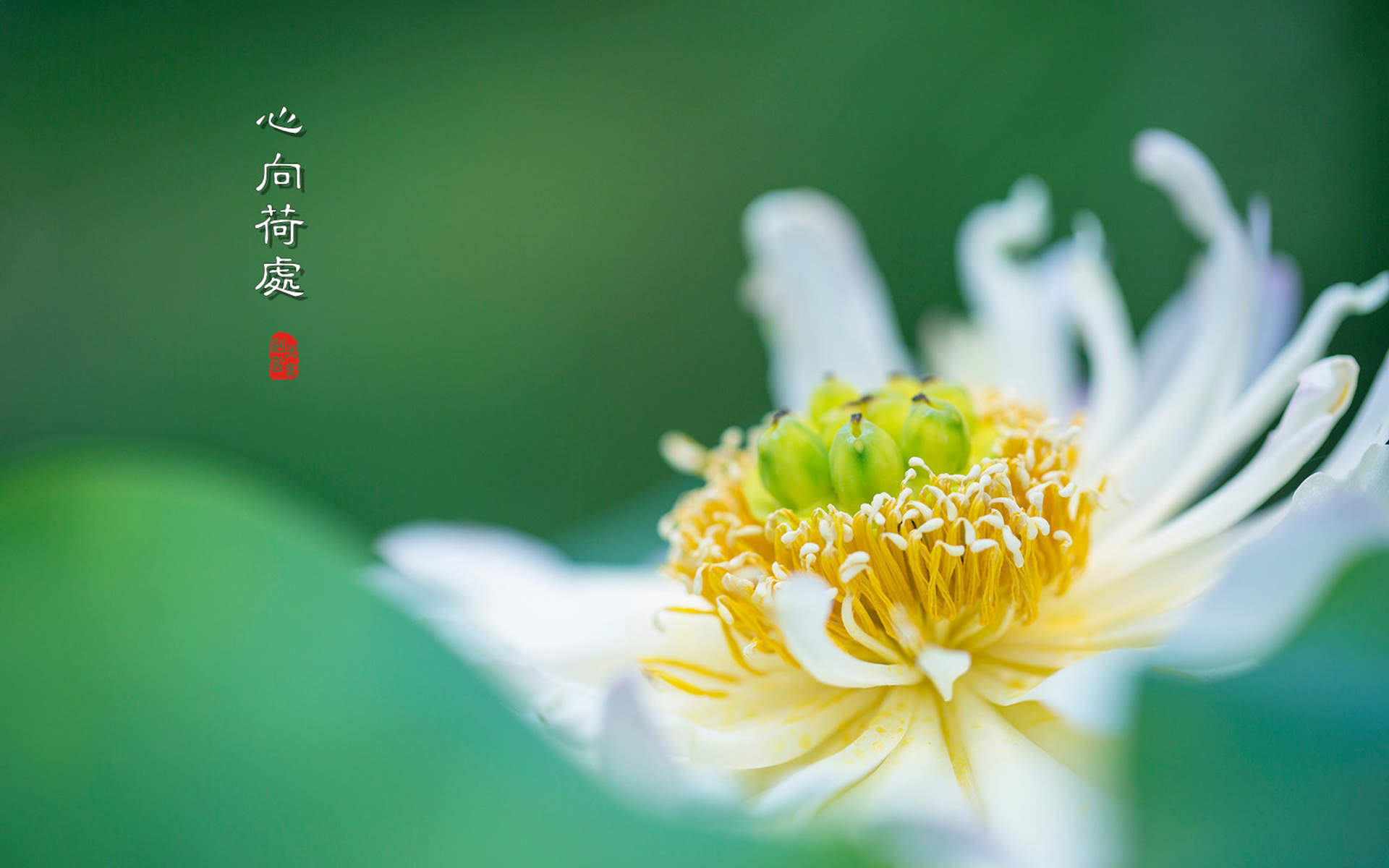 清新夏日荷花高清桌面壁纸图片