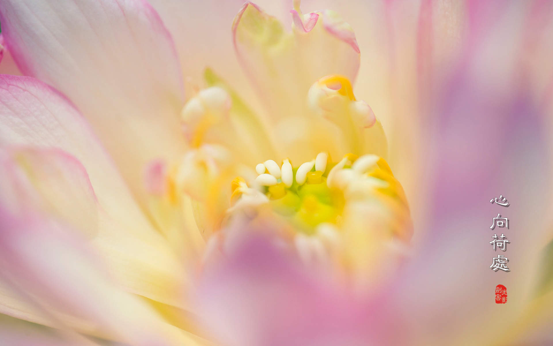 荷花图片图片