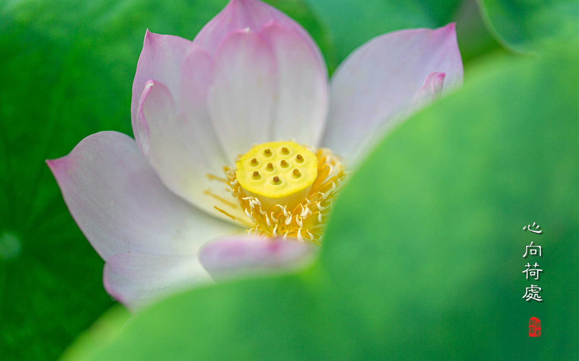 清新夏日荷花高清桌面壁纸图片