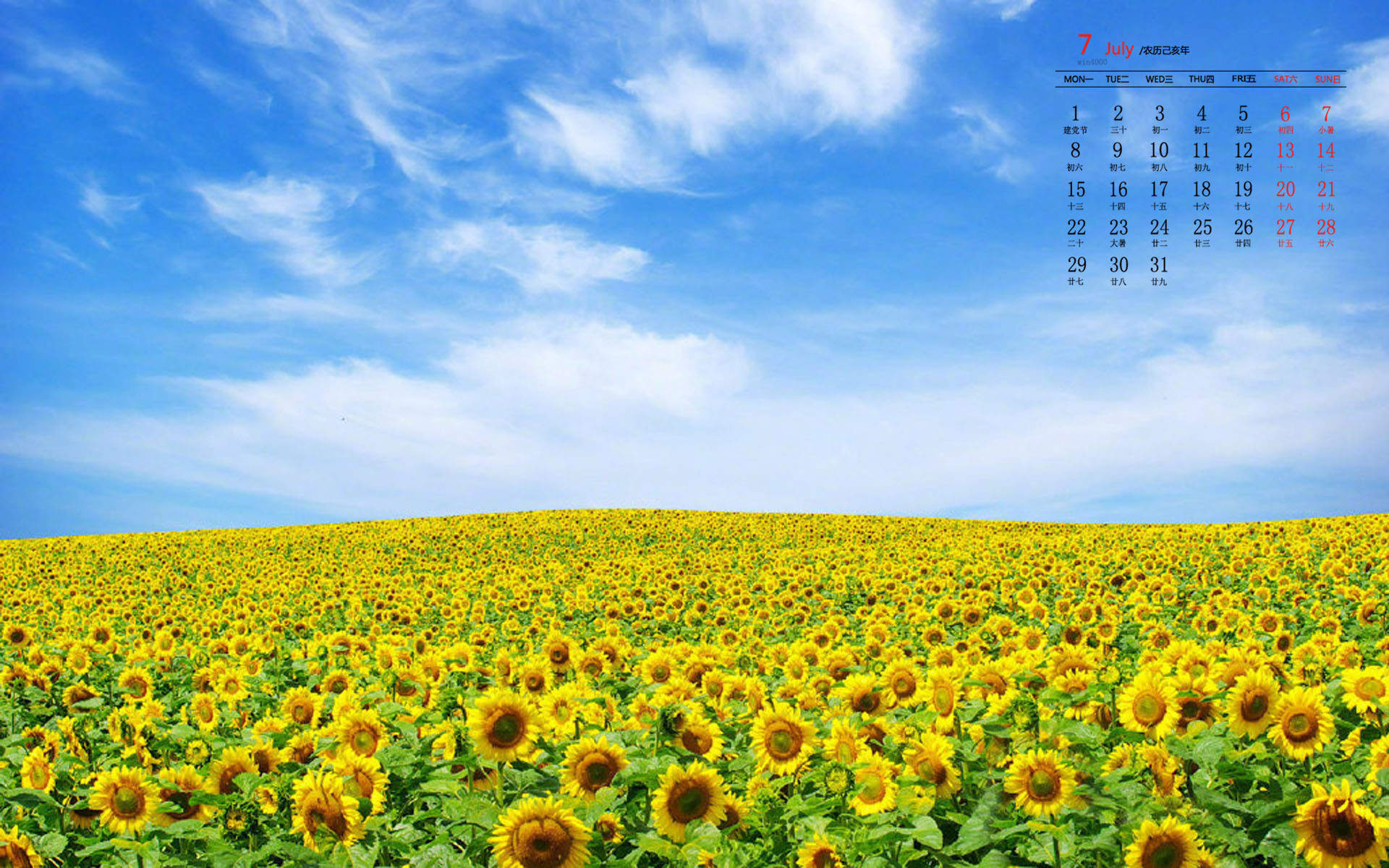 向日葵图片