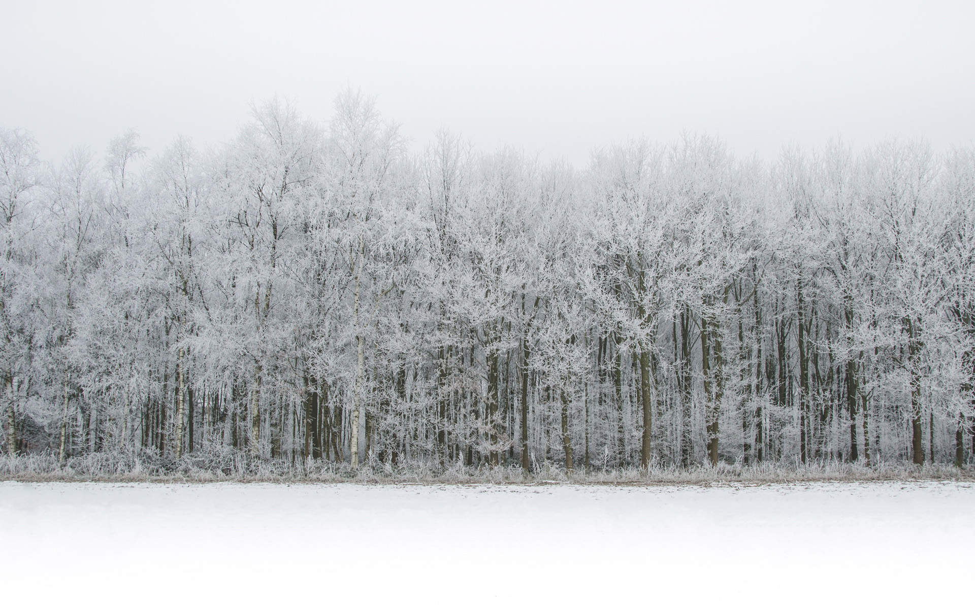 郑秀妍日本函馆冬日雪景唯美写真图片图片