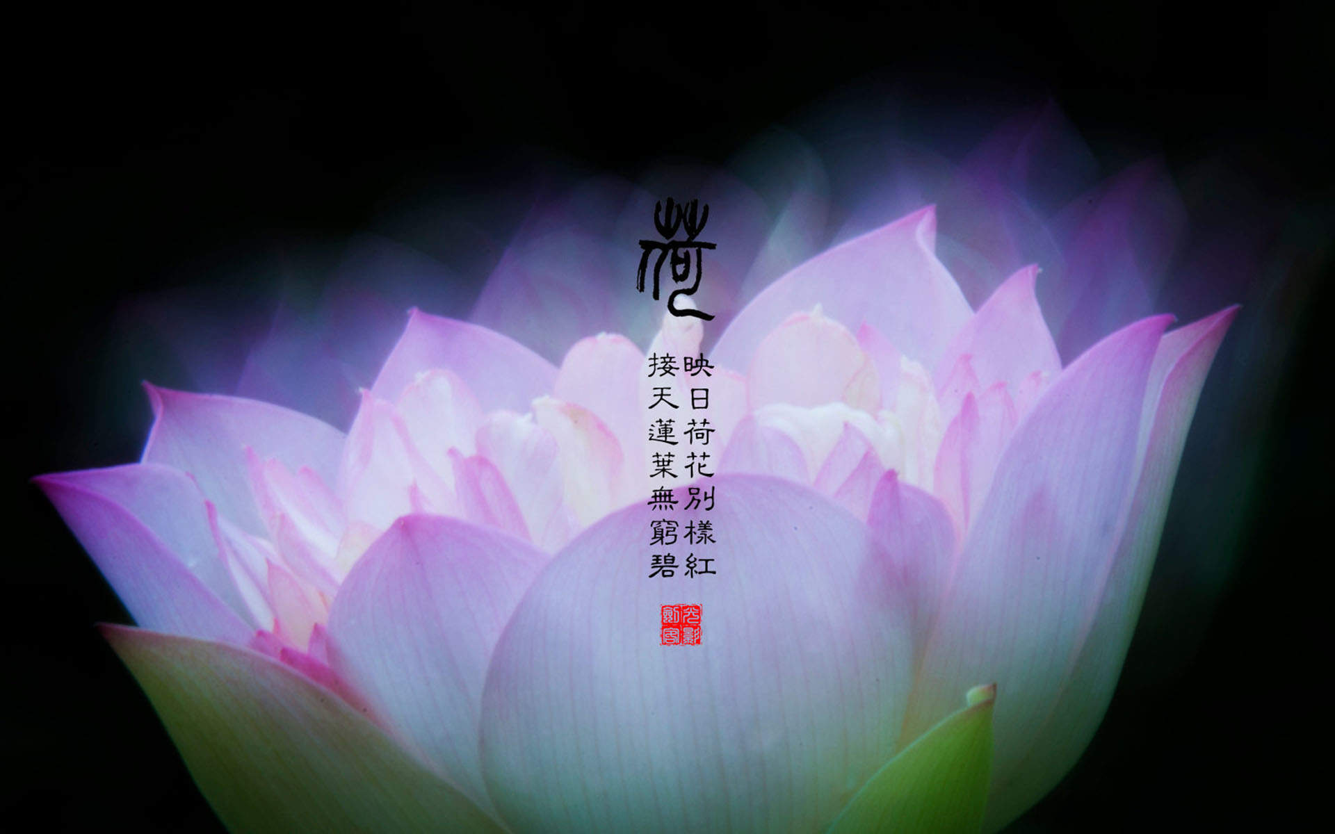 清新夏日荷花高清桌面壁纸图片