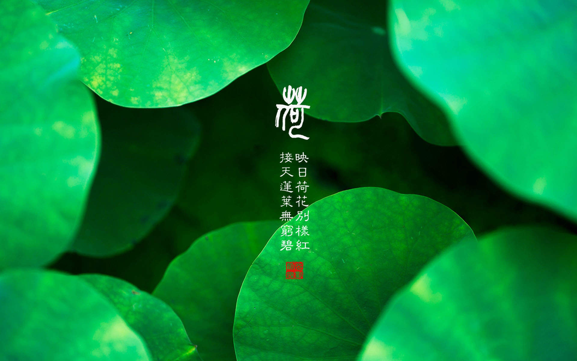 荷花图片图片