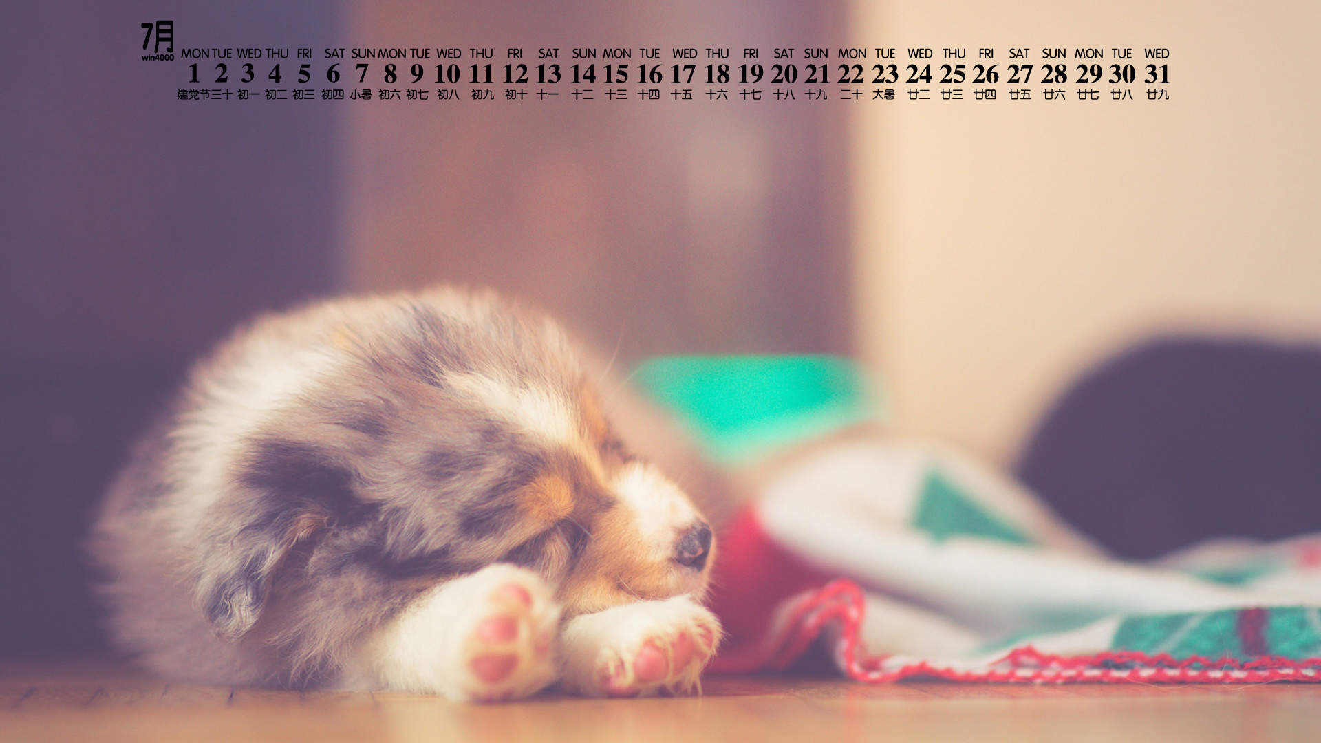 可爱黑猫高清动物图片合集宽屏电脑桌面壁纸下载第一辑图片