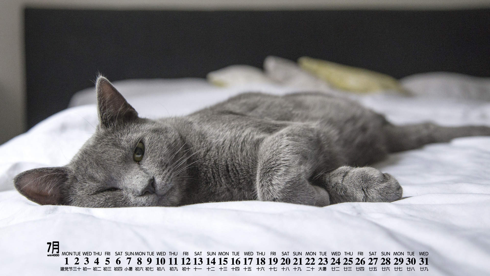 可爱黑猫高清动物图片合集宽屏电脑桌面壁纸下载第一辑图片