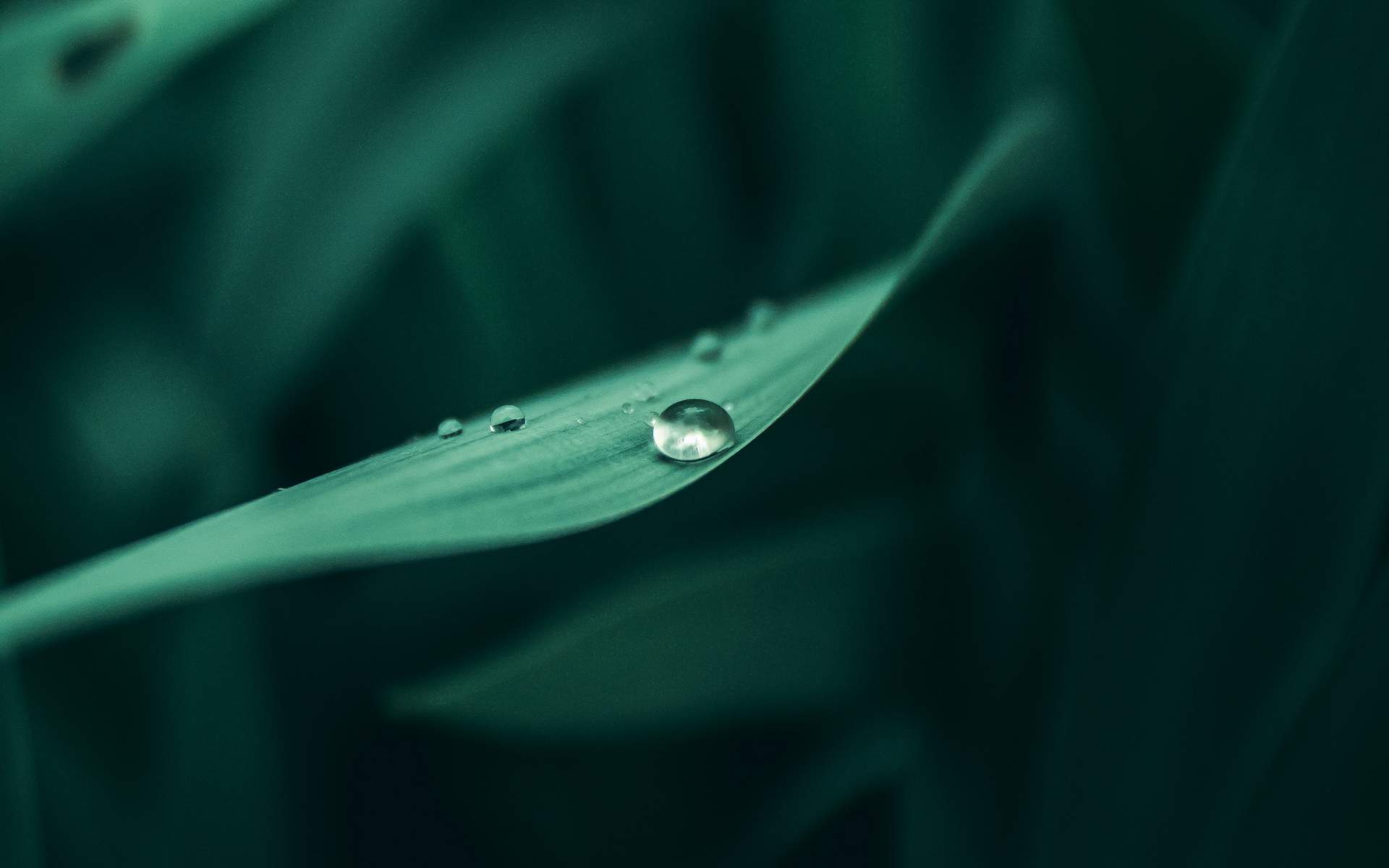 绿色植物图片
