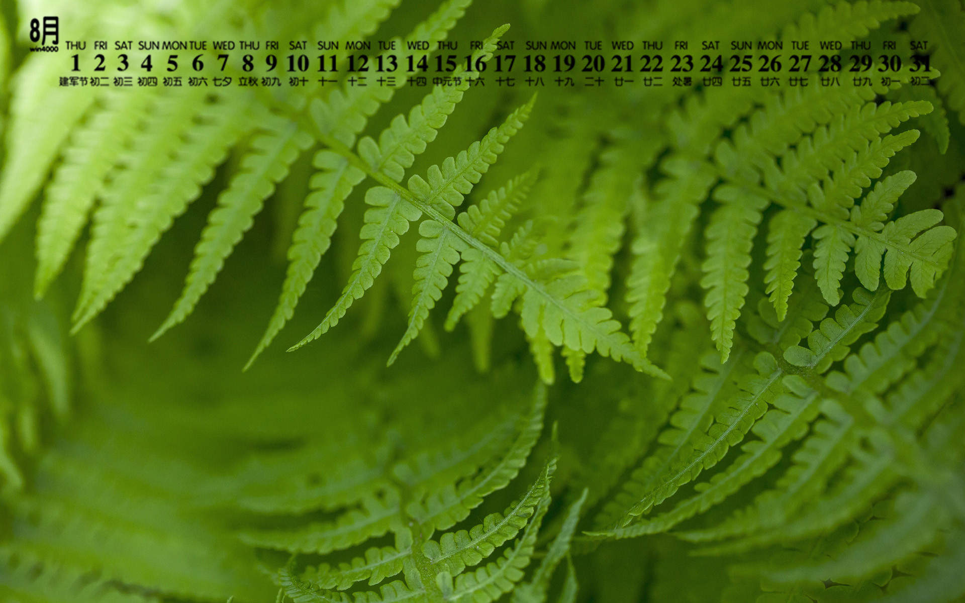 绿色植物图片