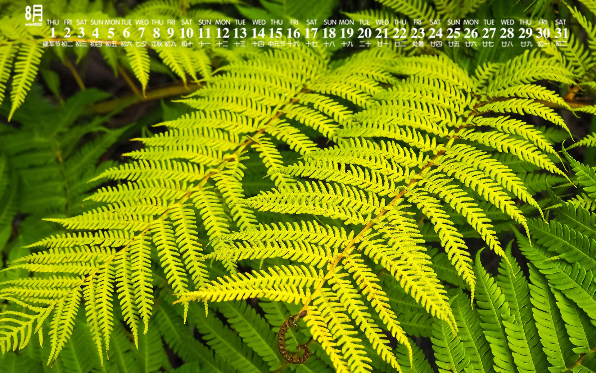 绿色植物图片