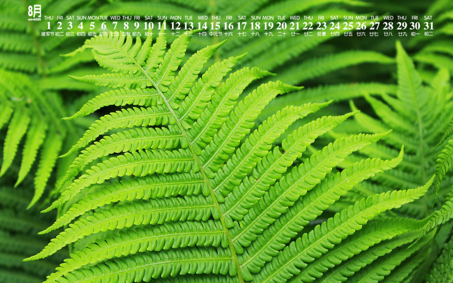 绿色植物图片