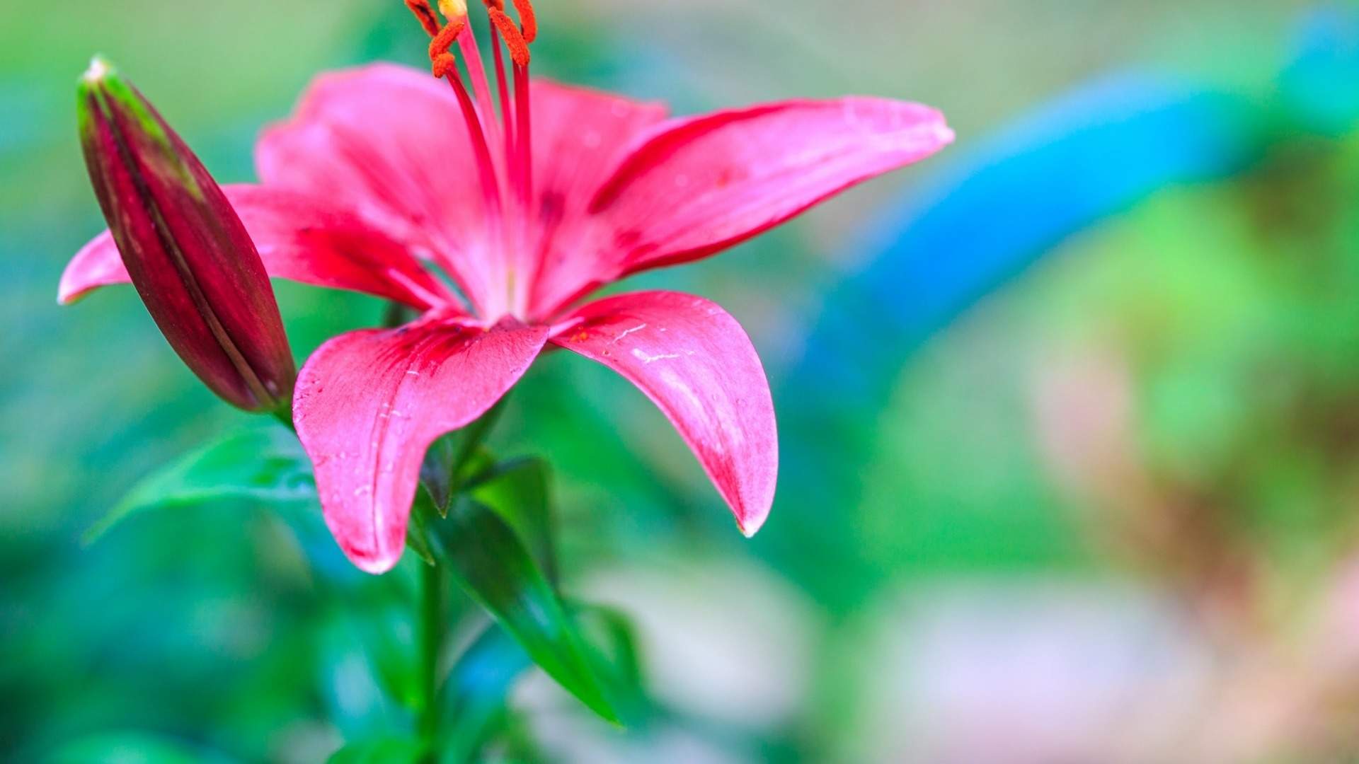 高雅纯洁的百合花植物高清桌面壁纸下载图片
