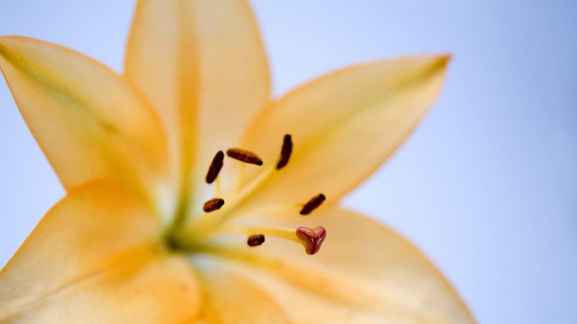 百合花图片