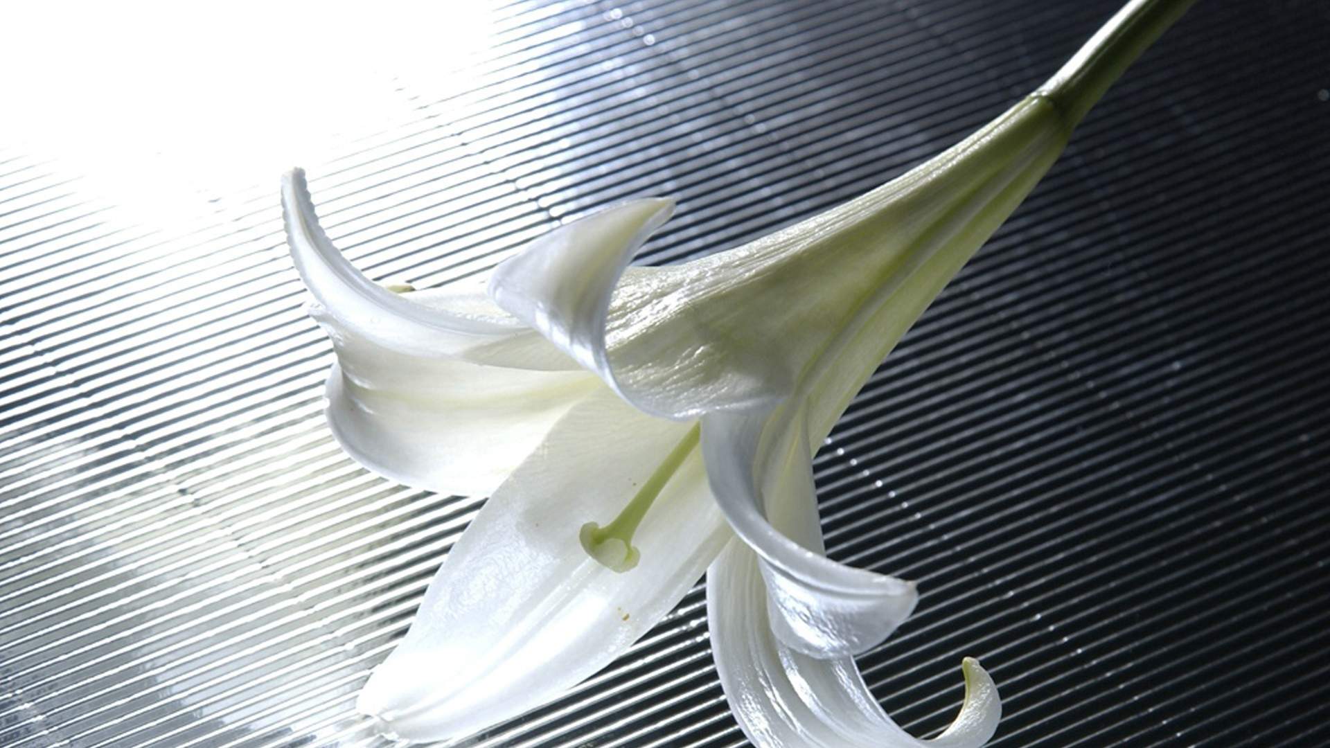 百合花图片