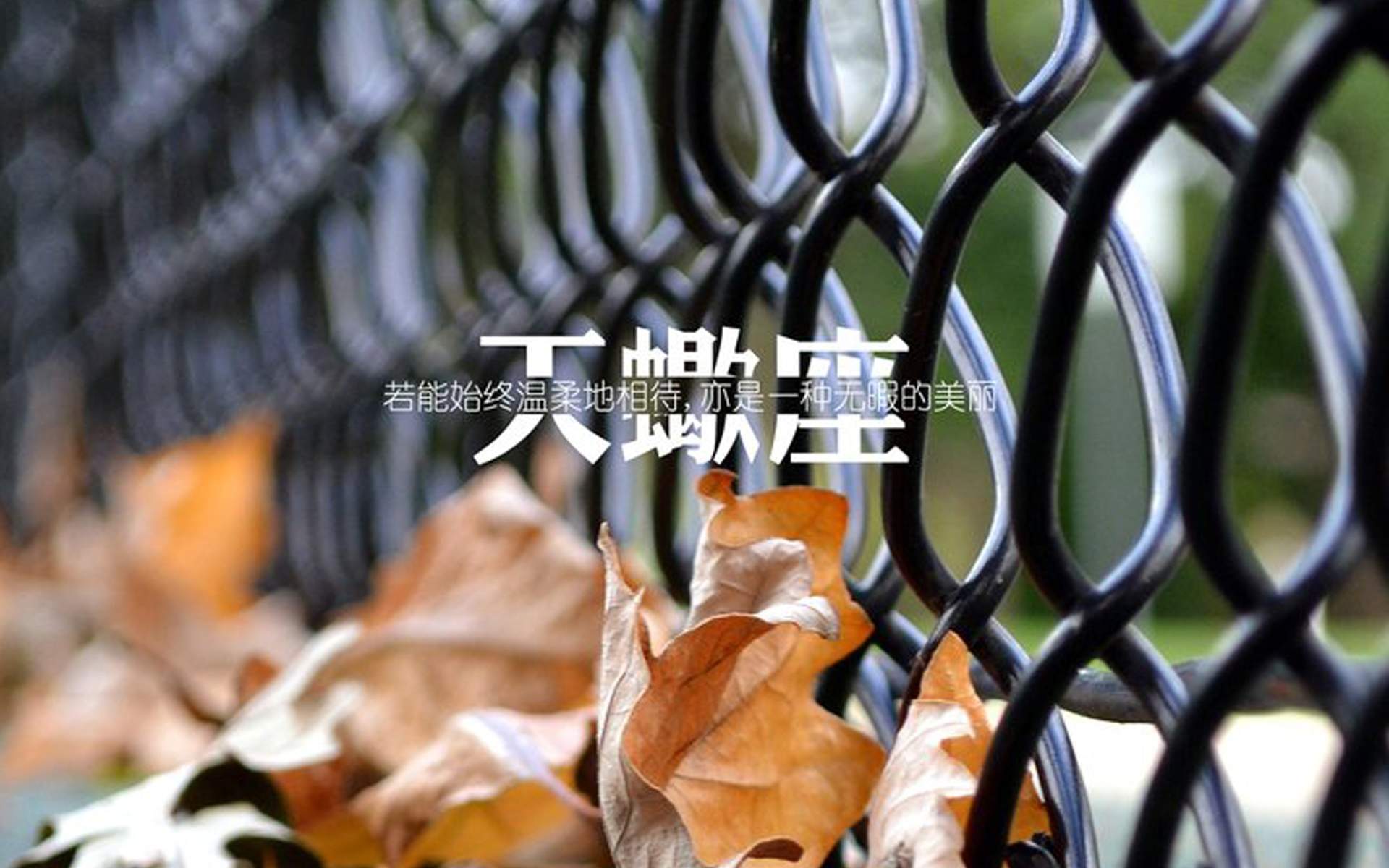 天蝎座图片