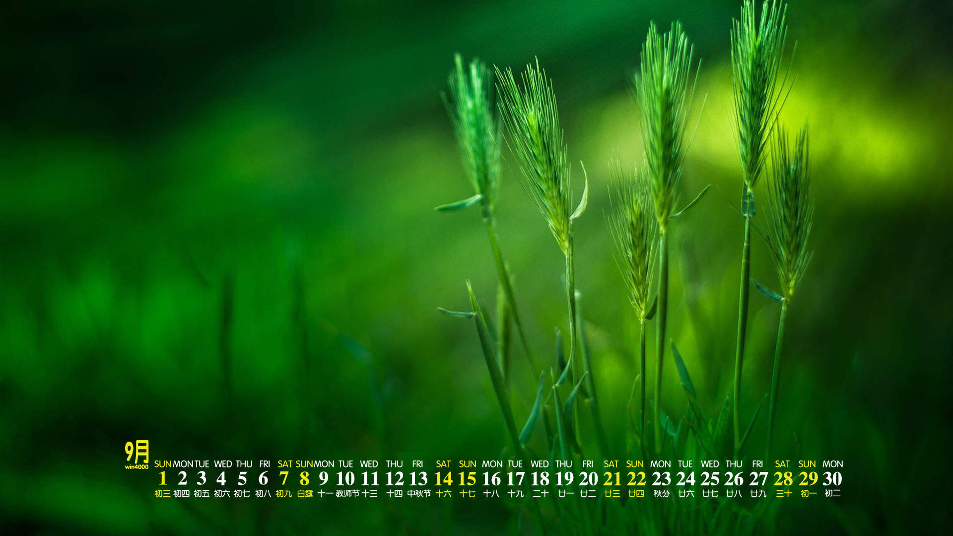绿色植物图片