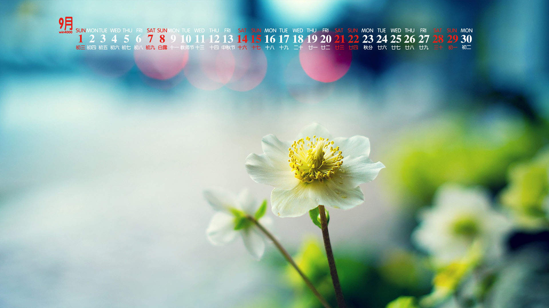 绿色植物图片