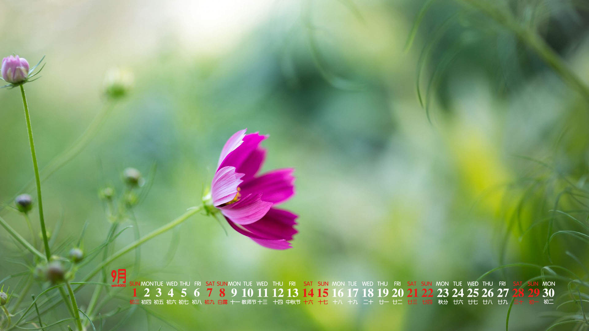 绿色植物图片