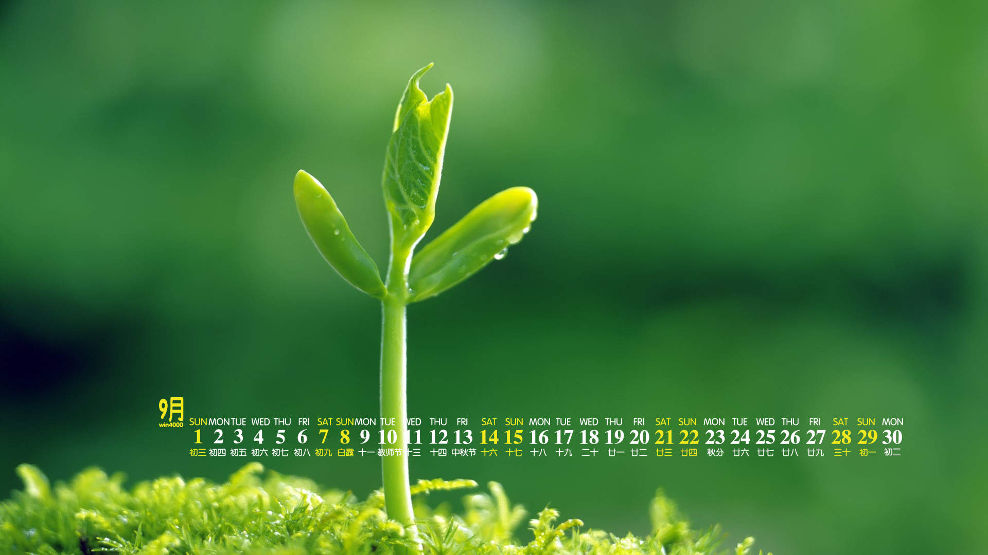 绿色植物图片