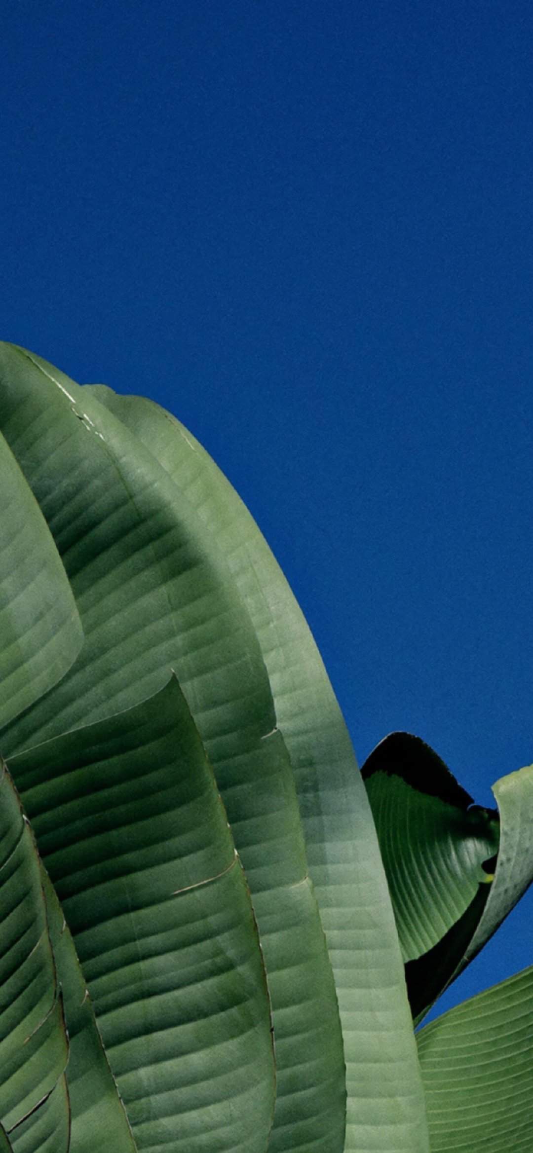 粉嫩清新的玫瑰花高清图片手机壁纸图片