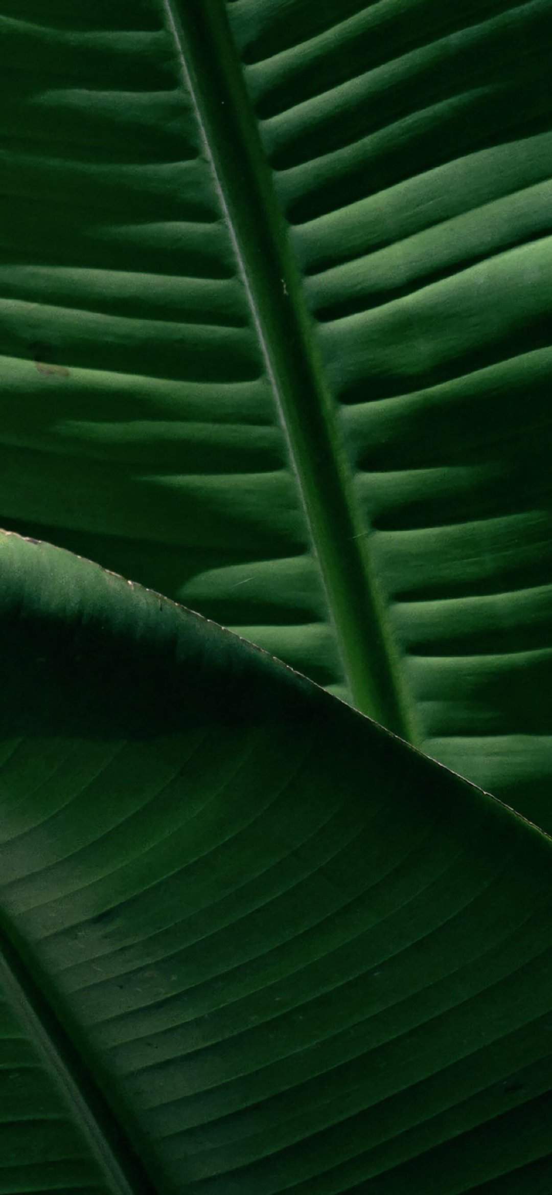 唯美鲜花摄影高清手机壁纸图片