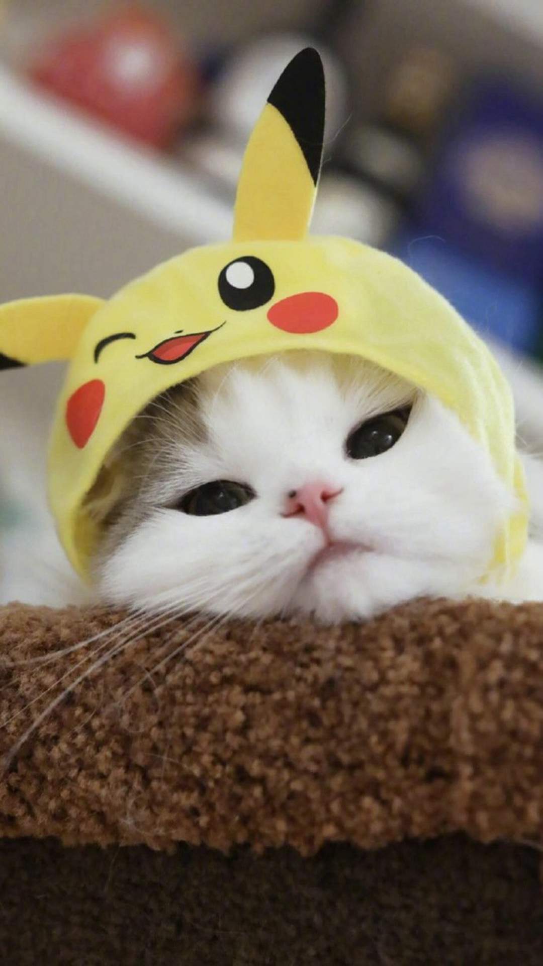 超可爱小猫图片高清手机壁纸图片