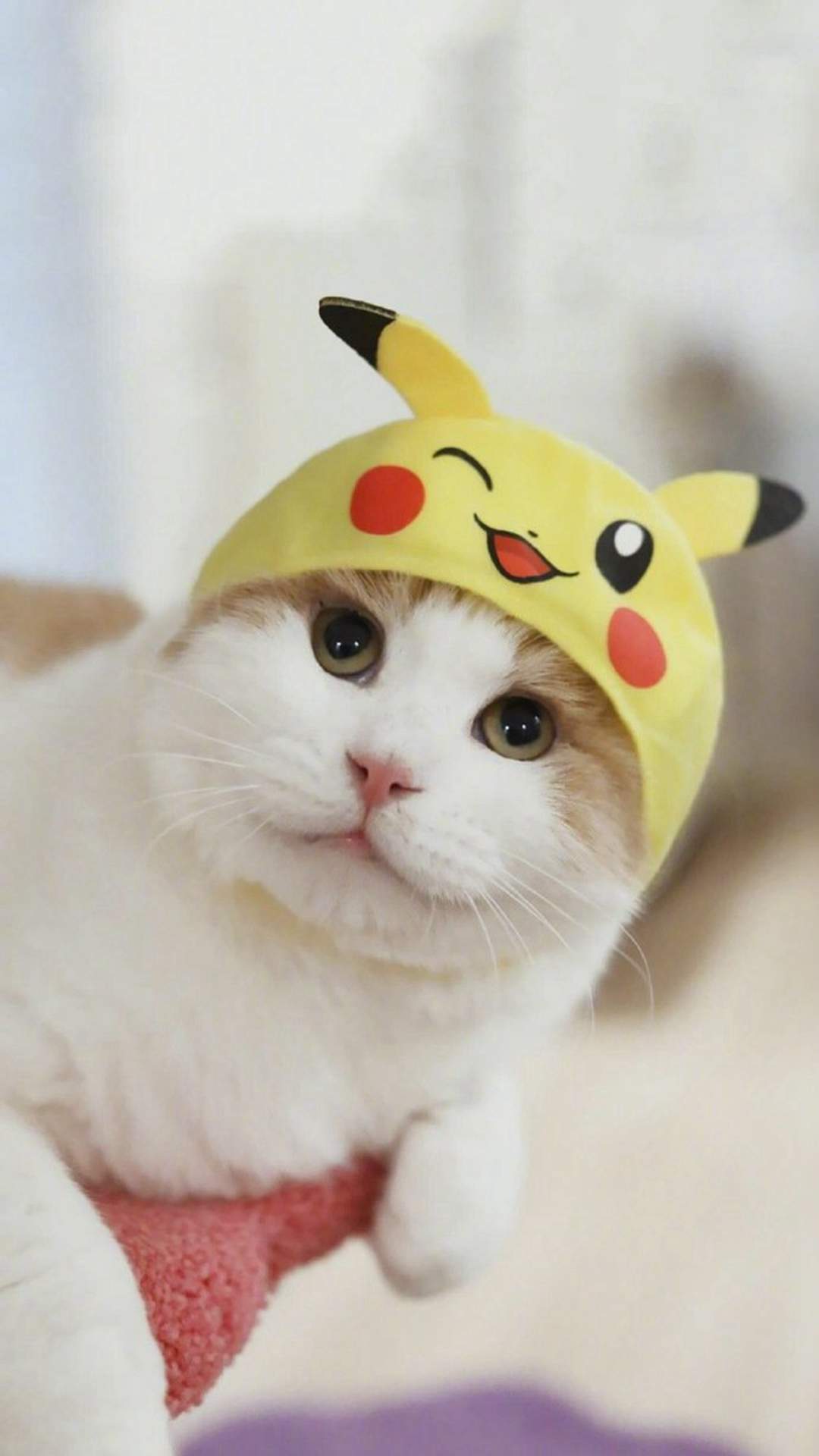 超可爱小猫图片高清手机壁纸图片