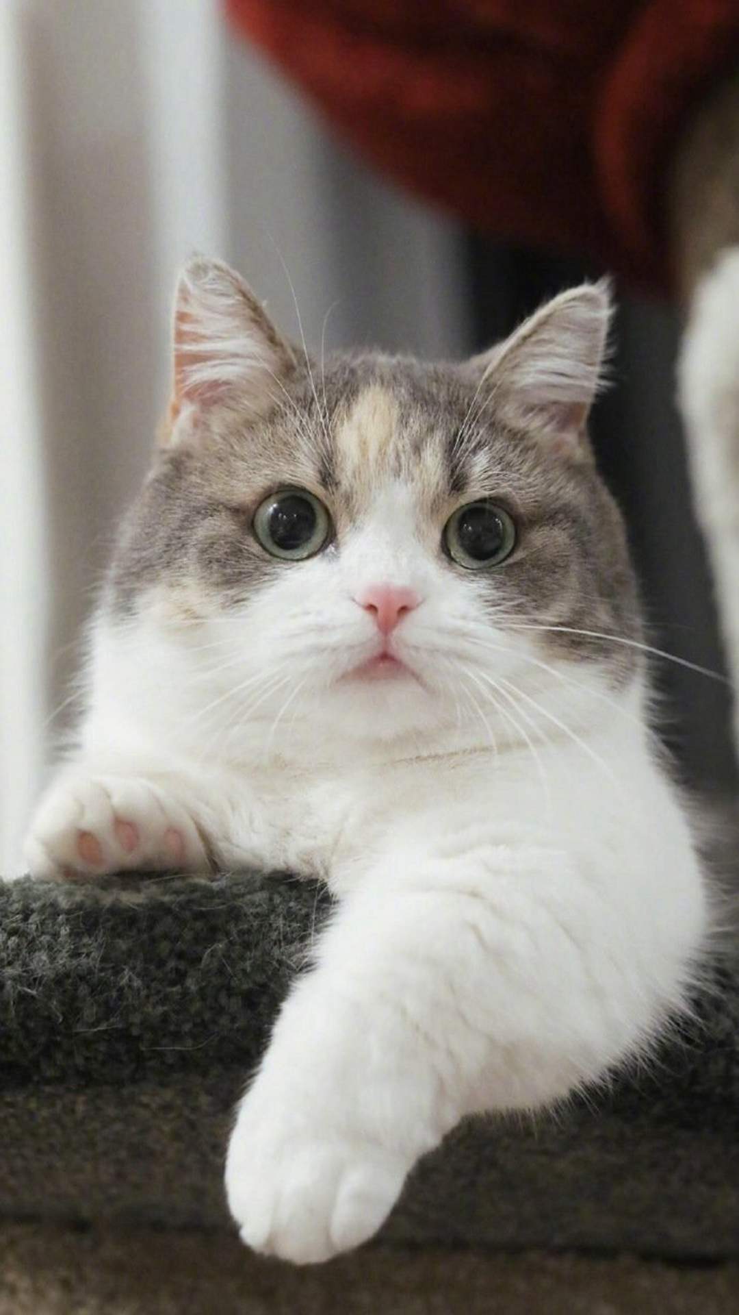 国家公园的猴子可爱图片 十二生肖猴图片