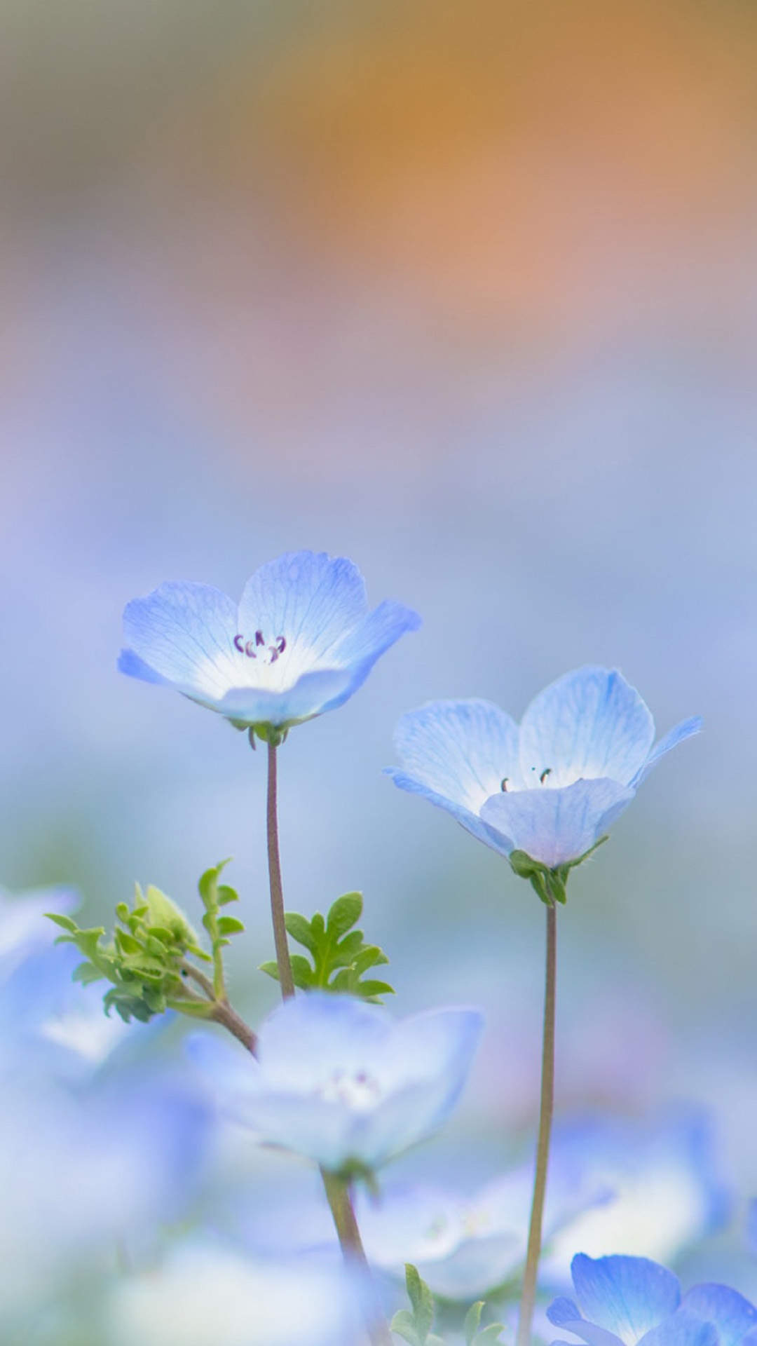 清新淡雅的花卉图片手机壁纸图片