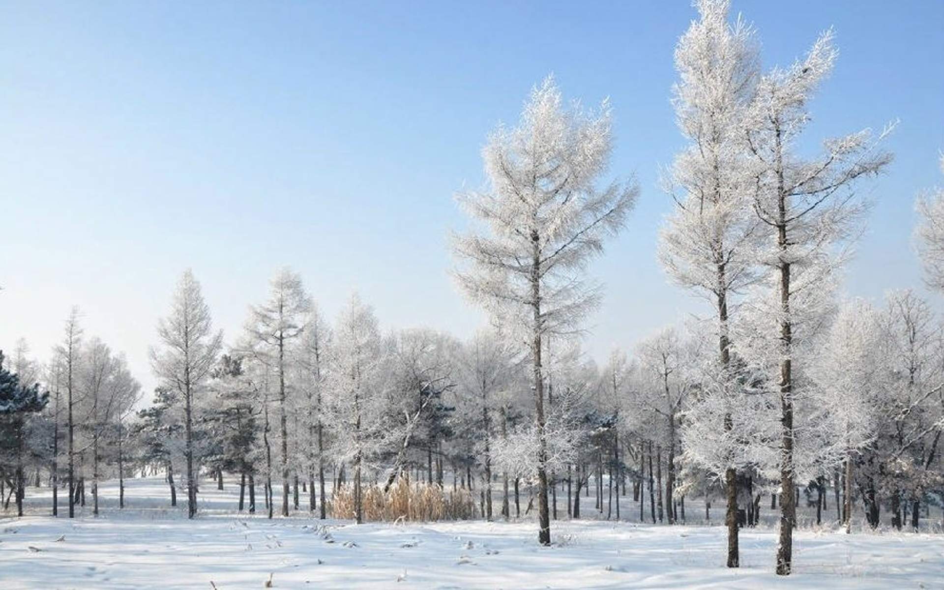 雪景图片