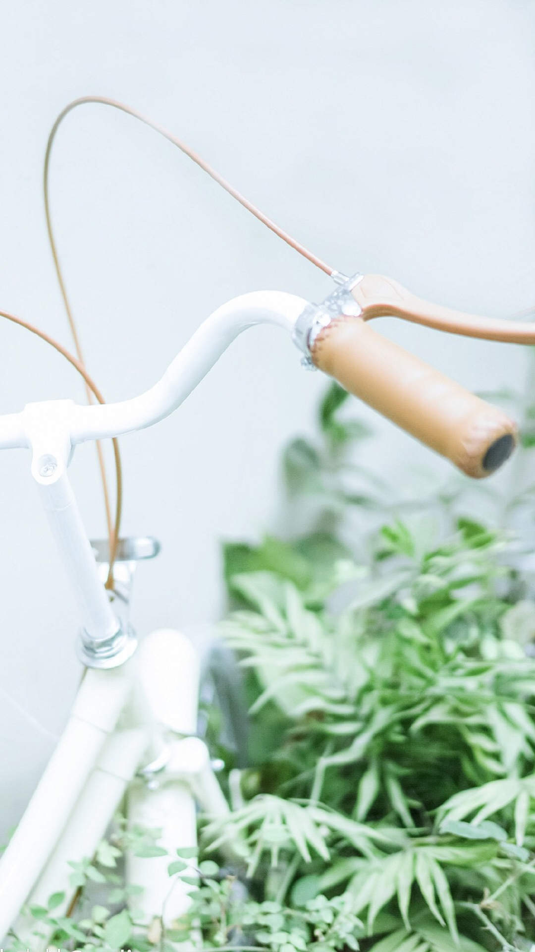 唯美清新绿色植物花卉高清摄影素材图片欣赏图片