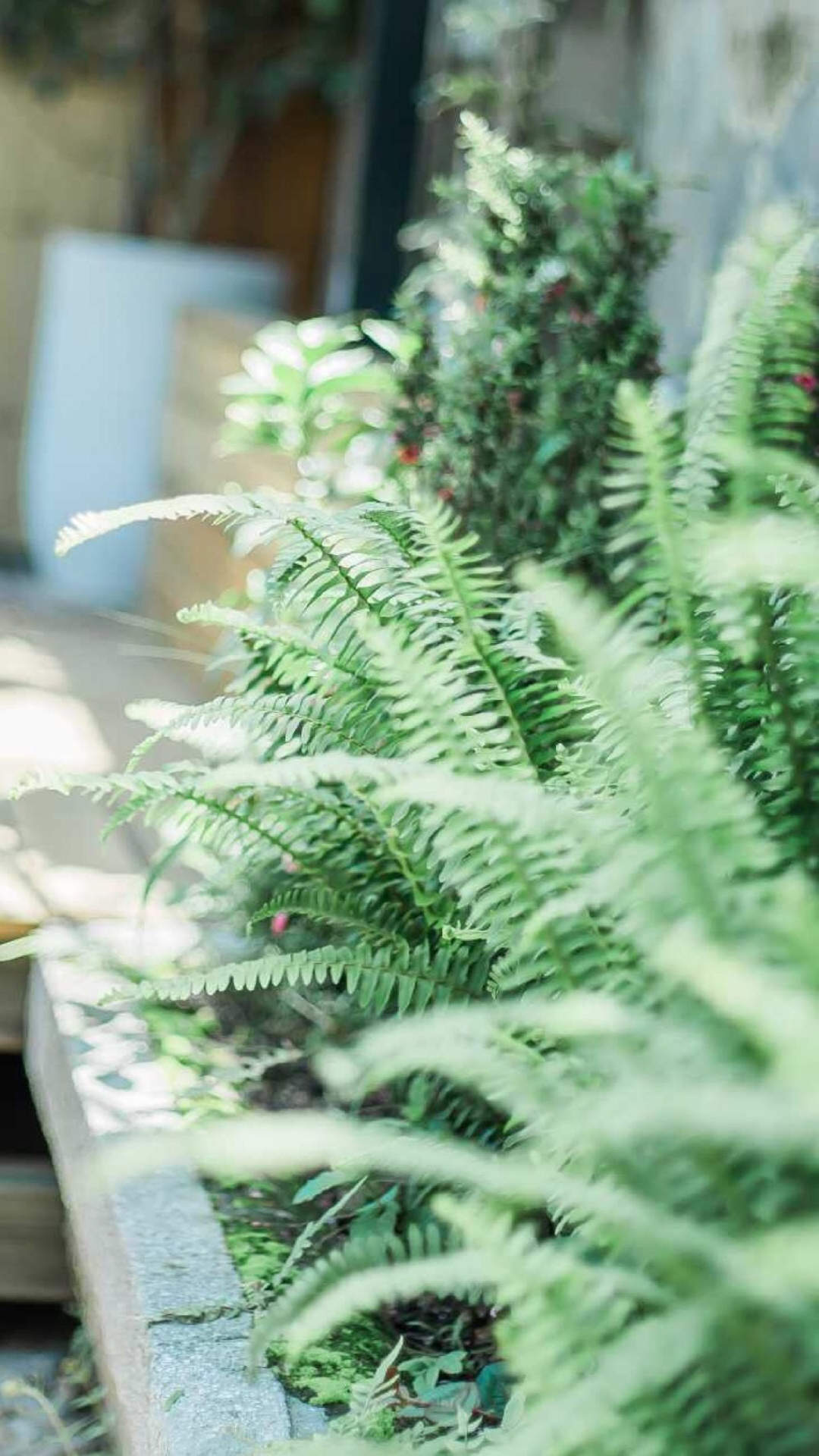 绿色植物图片