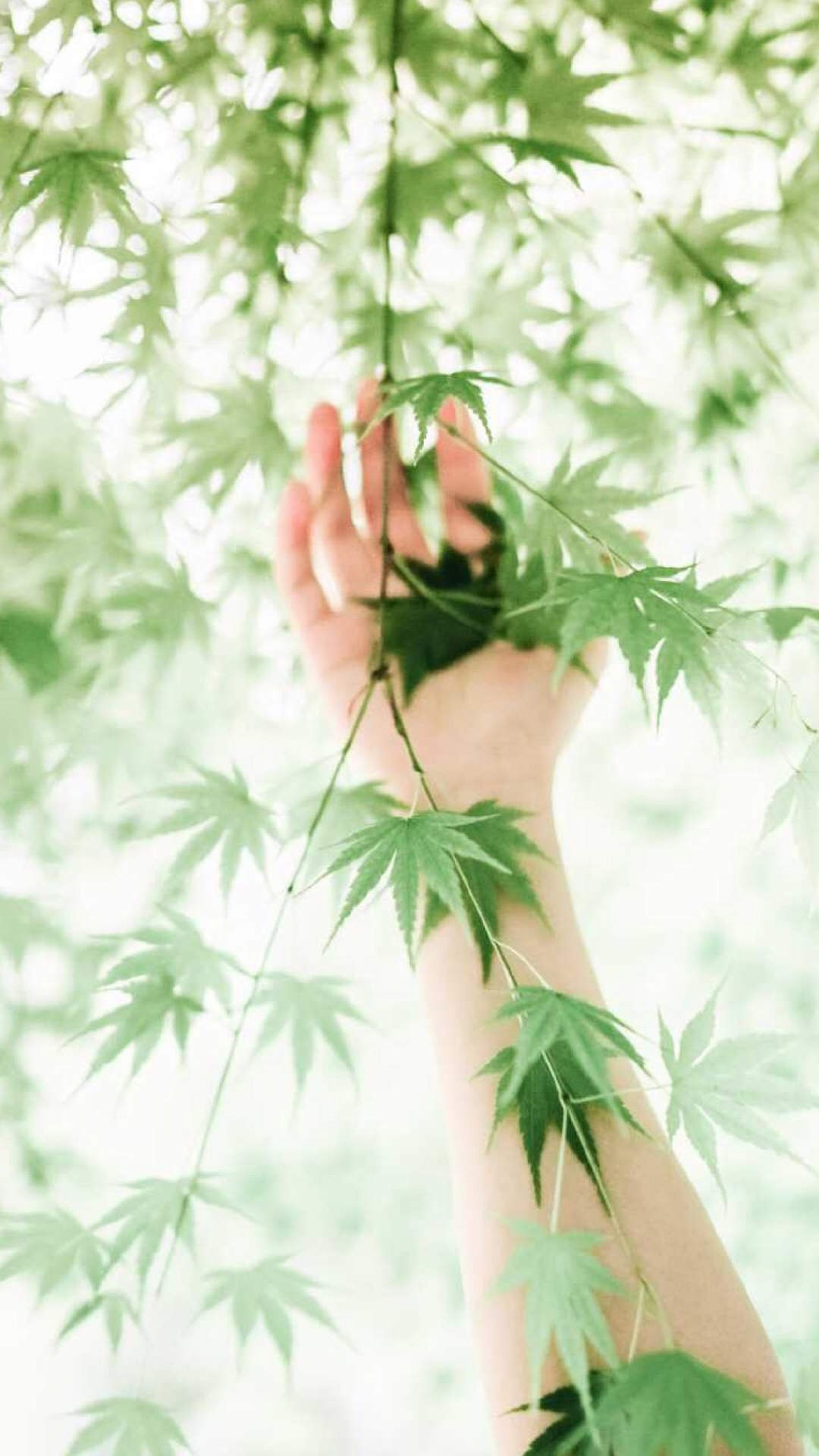 绿色植物图片