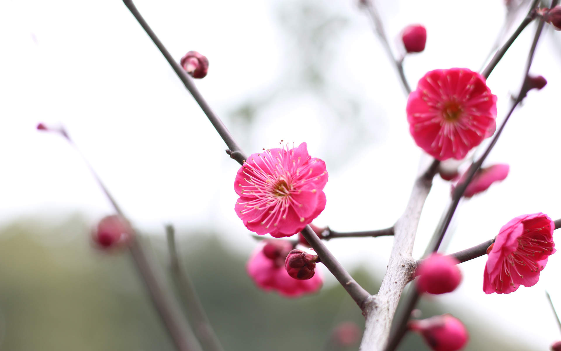 清新素雅的桂花图片桌面壁纸图片