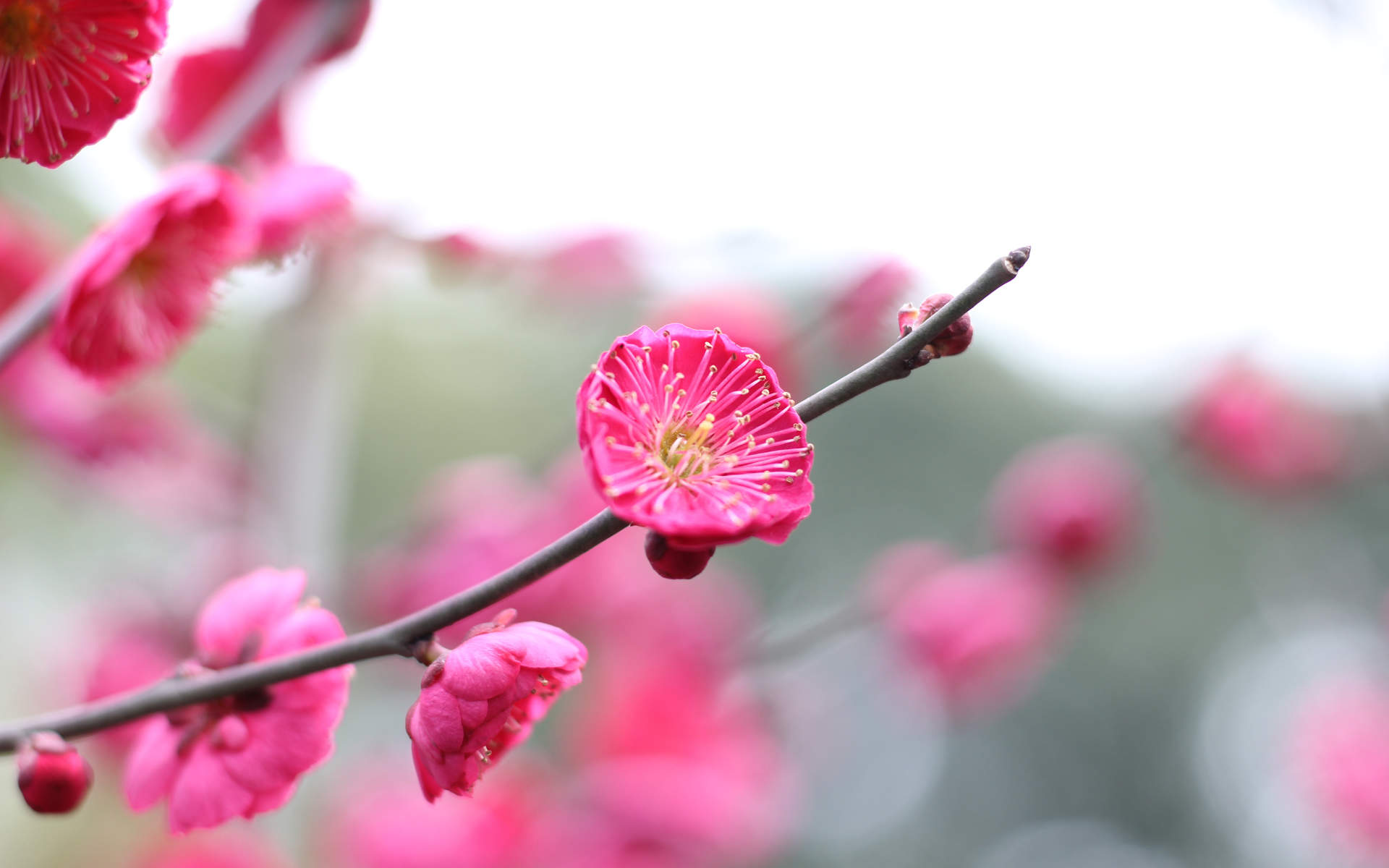 清新素雅的桂花图片桌面壁纸图片