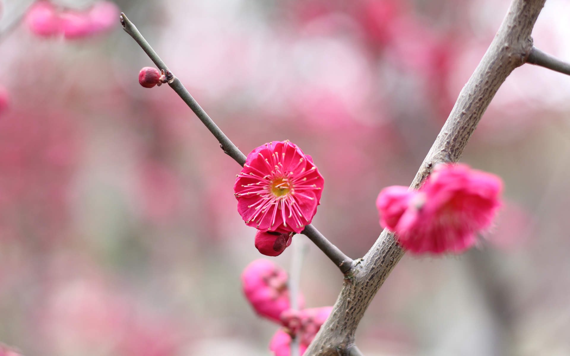 清新护眼绿色嫩芽图片桌面壁纸图片