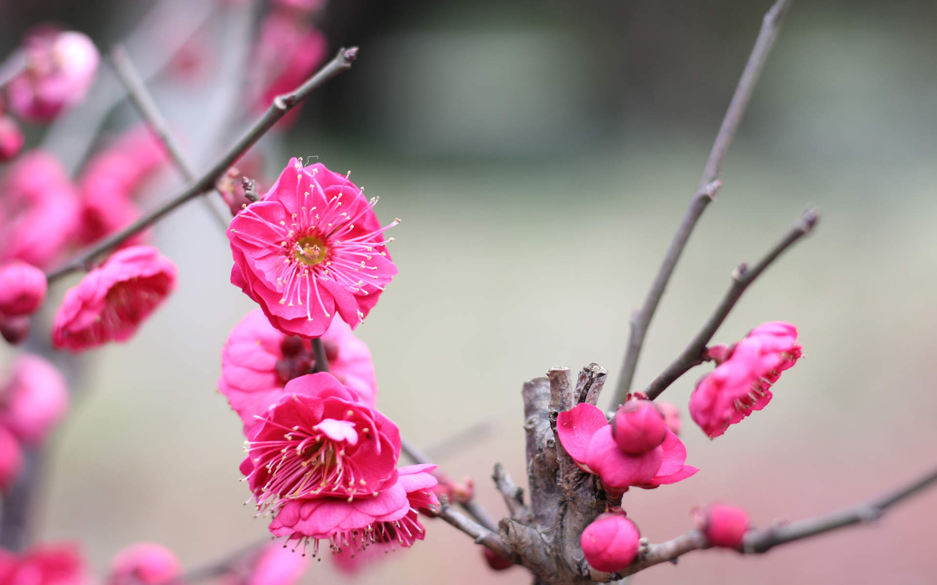 清新素雅的桂花图片桌面壁纸图片