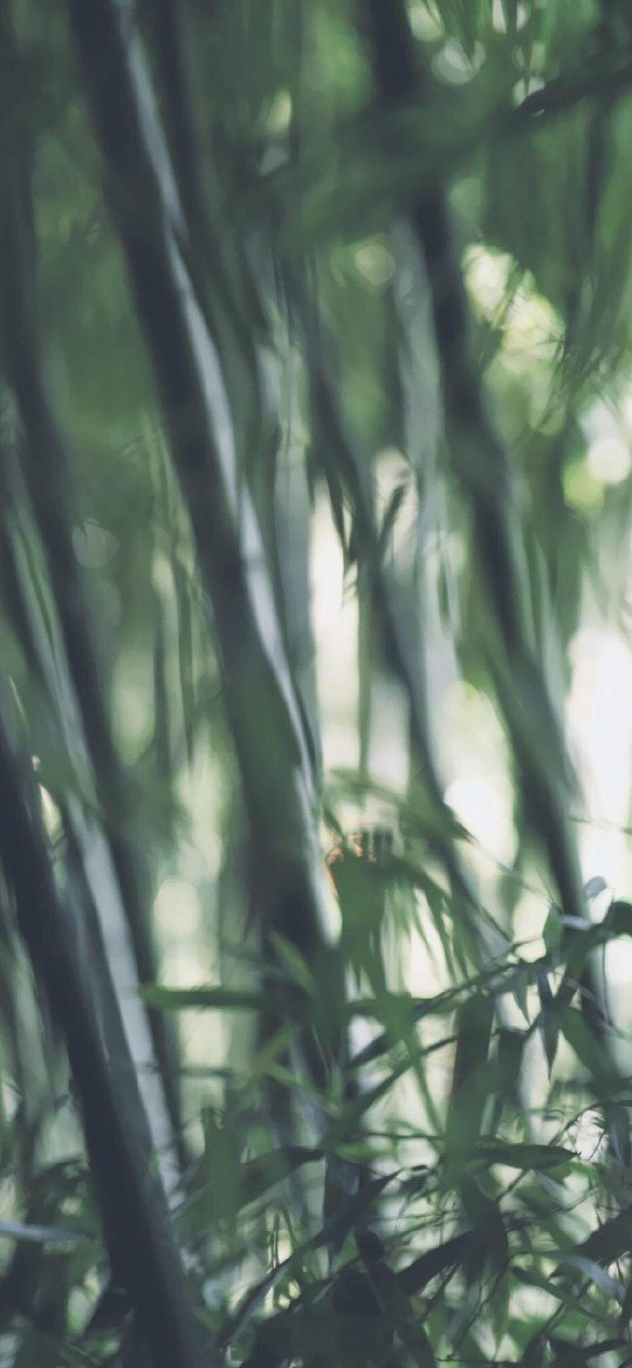 绿色竹林护眼高清手机壁纸图片