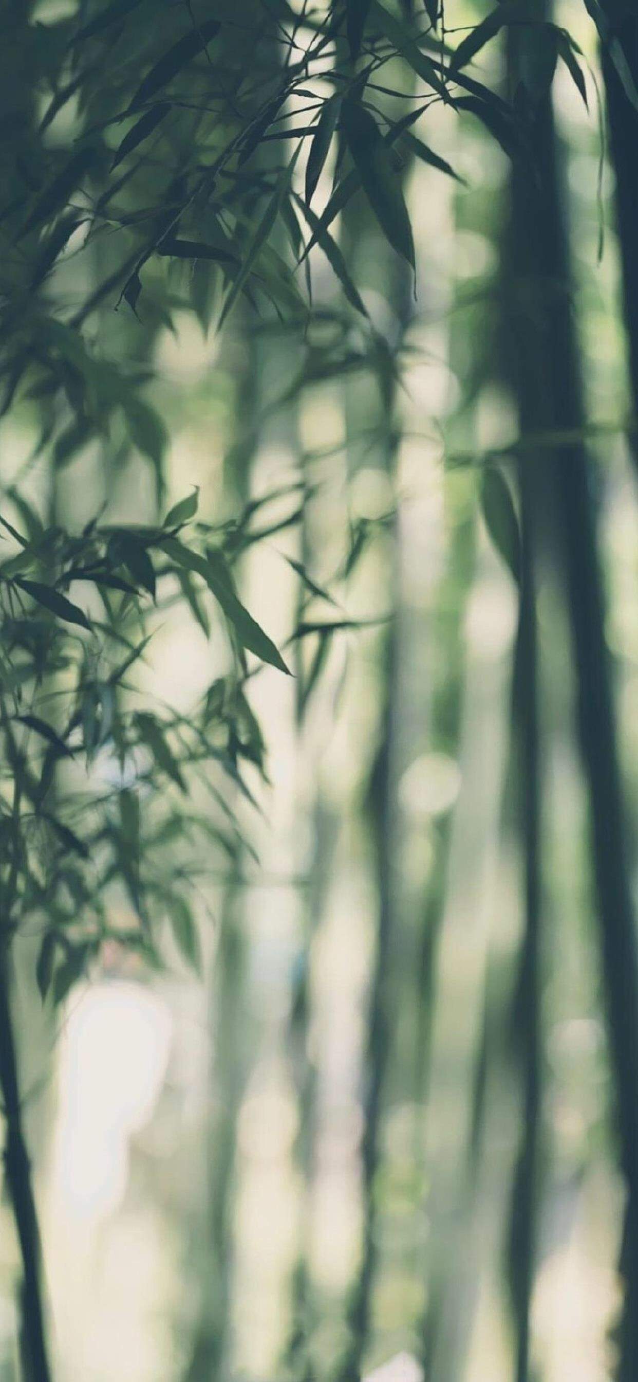 高清唯美清新绿色草地图片手机壁纸图片