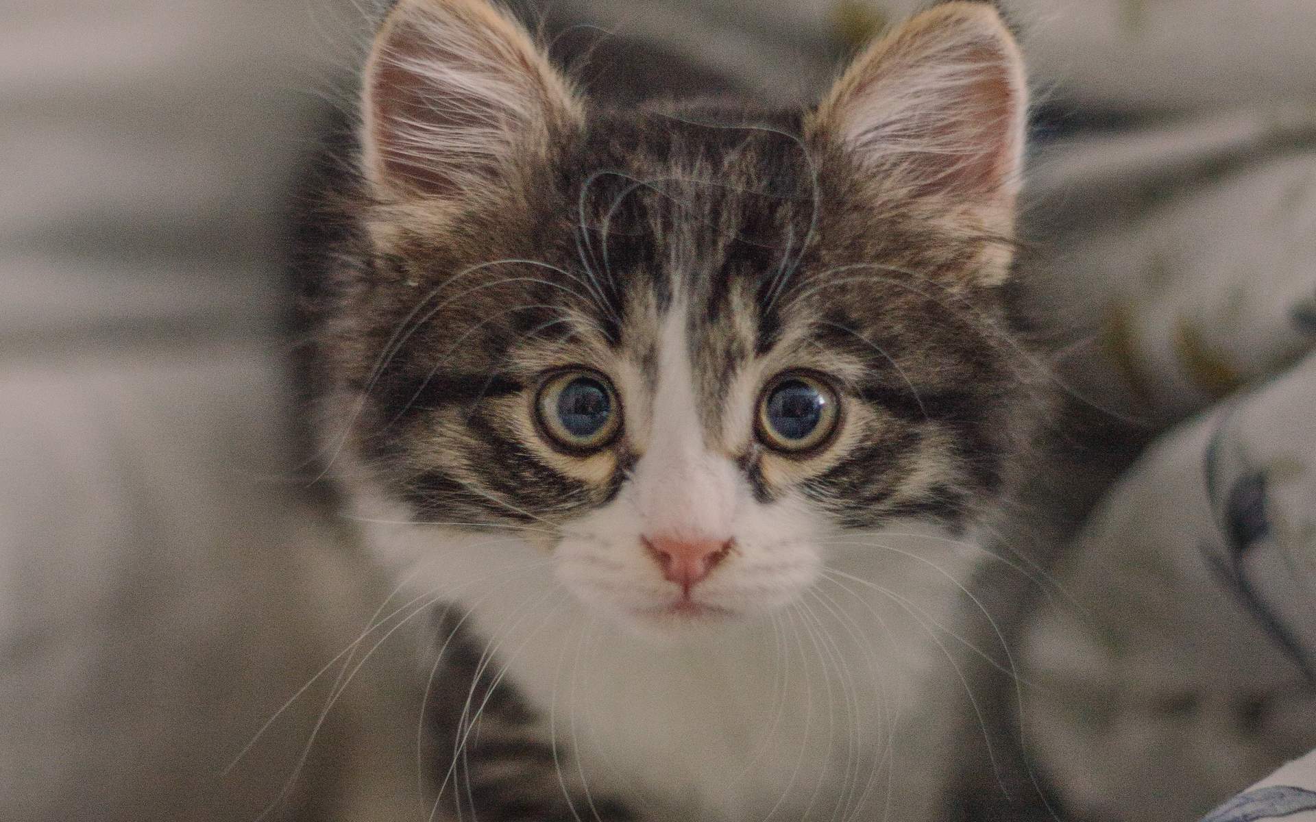 超可爱小猫图片高清手机壁纸图片