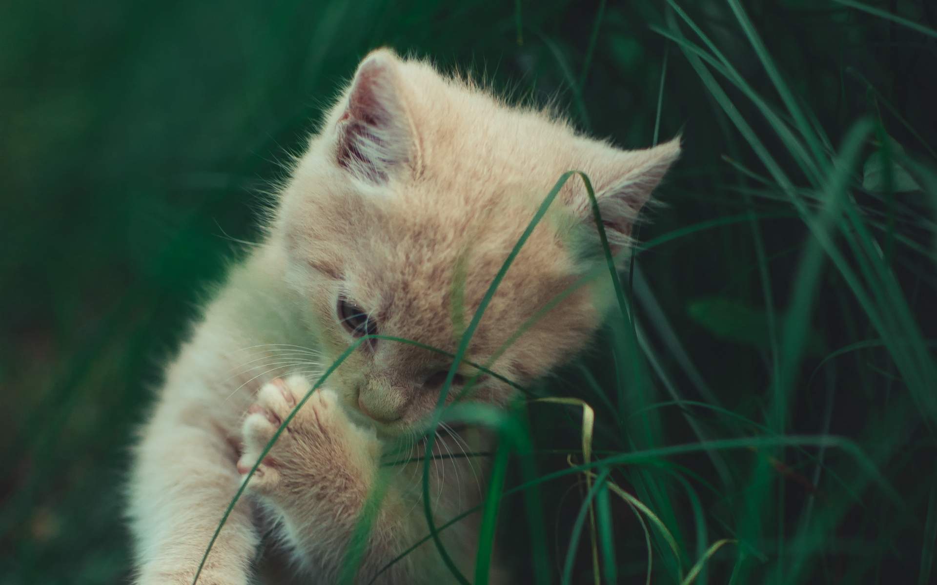 超可爱小猫图片高清手机壁纸图片